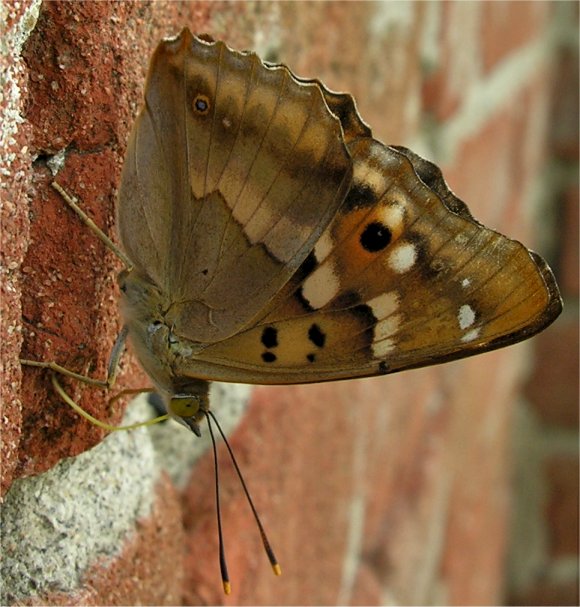 Apatura ilia f. clytie femmina